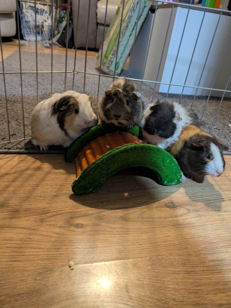 4 male guinea pigs and everything that they need