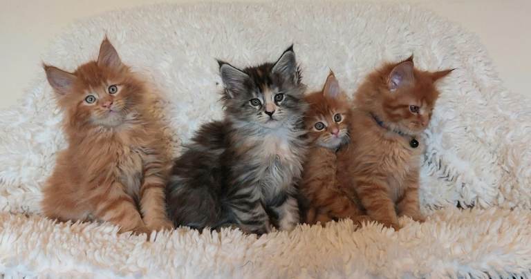 Pure bred Maine Coon kittens 