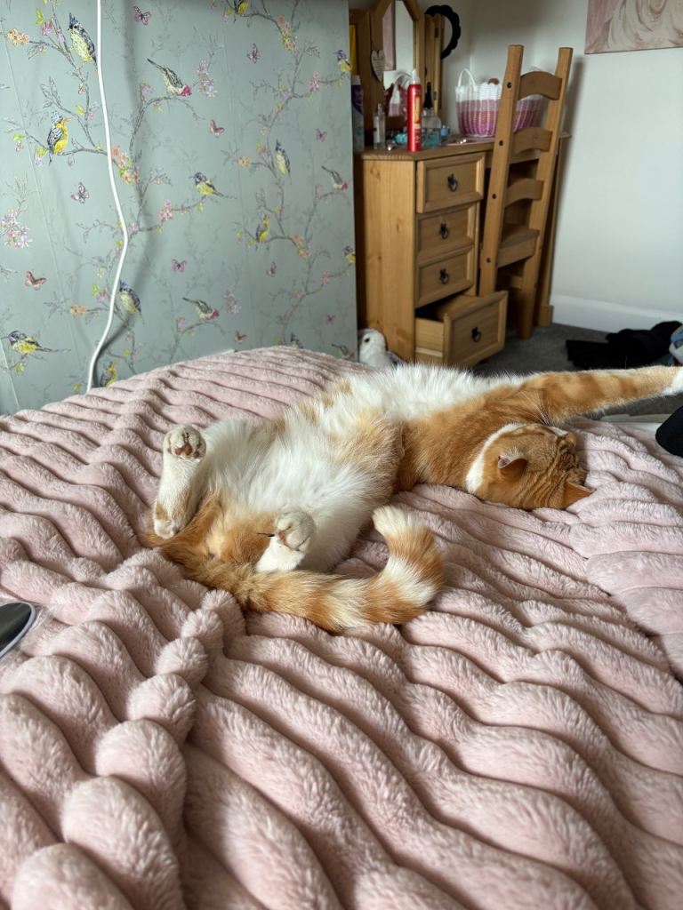 Beautiful ginger female 