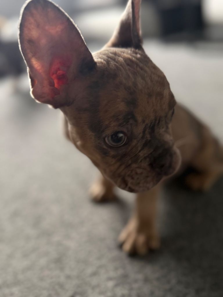 KC REGISTERED SUPER RARE GREEN/BLUE EYED TAN MERLE FRENCH BULLDOG 