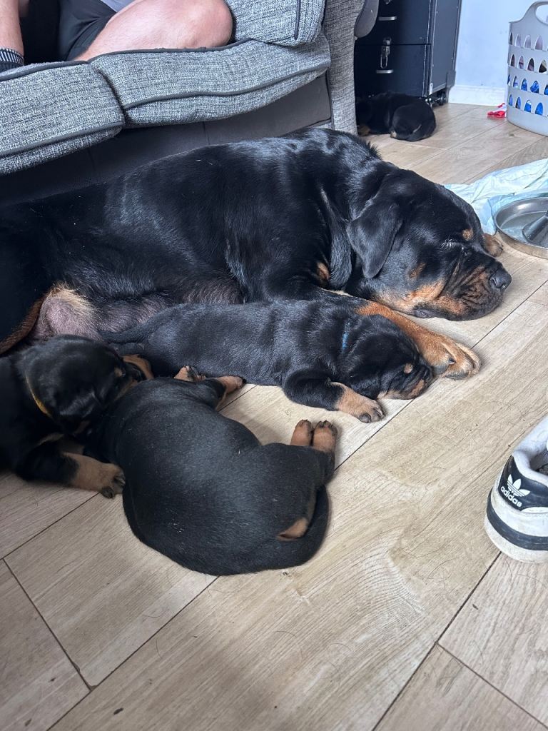 Rottweiler puppies
