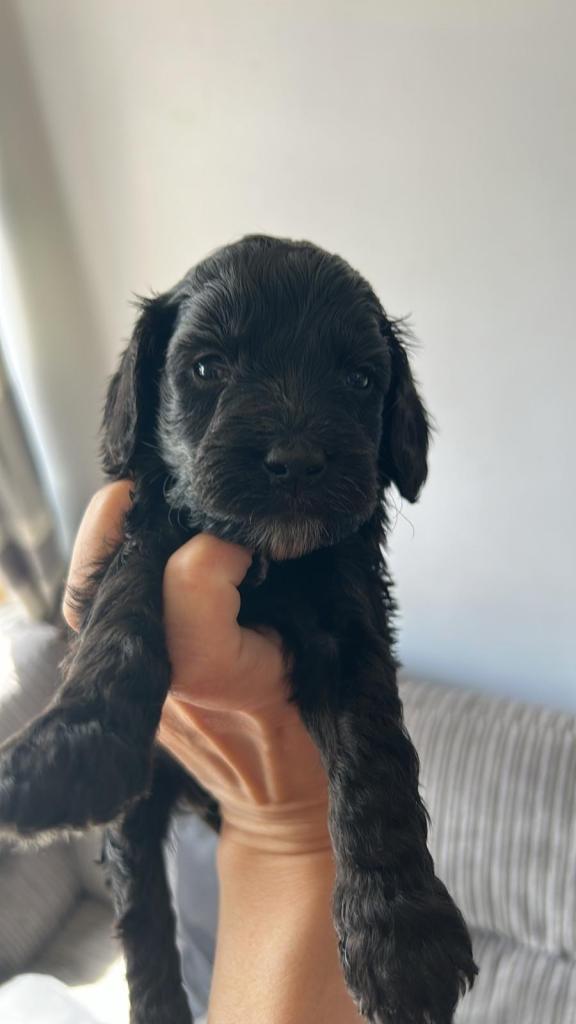F1 Cockapoo puppies 