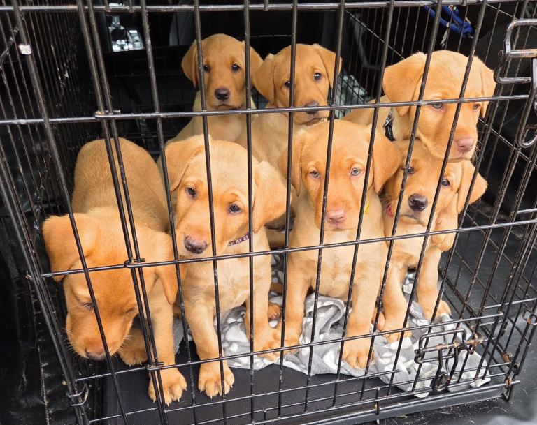 KC Registered Fox Red Labrador Puppy