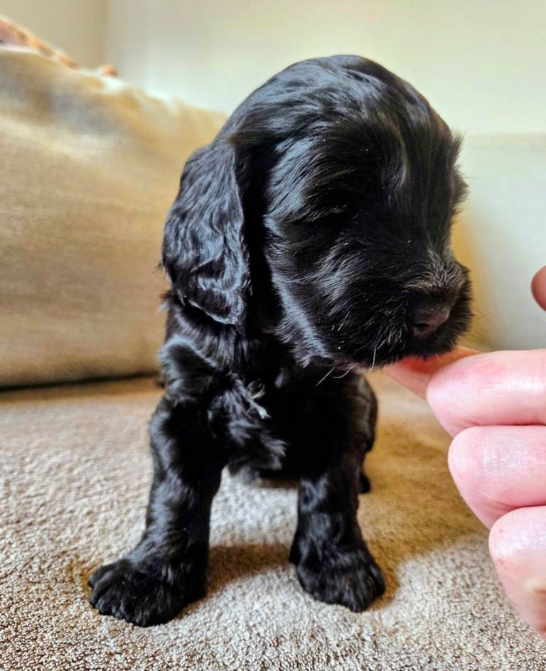 F2 Cockapoo puppies