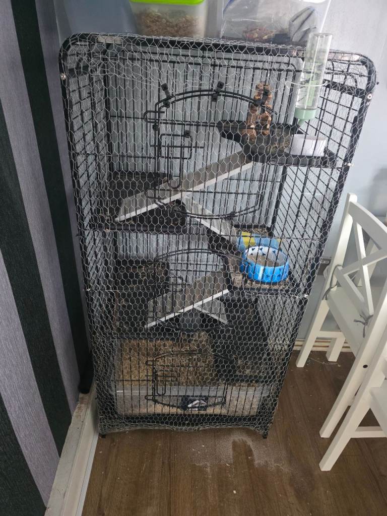 FULL SET UP 2 x male gerbils 1 x single male