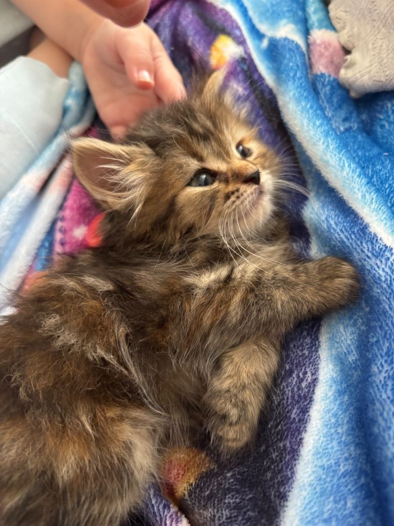 1 female kitten left 