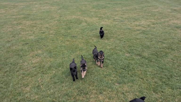 German Shepherd