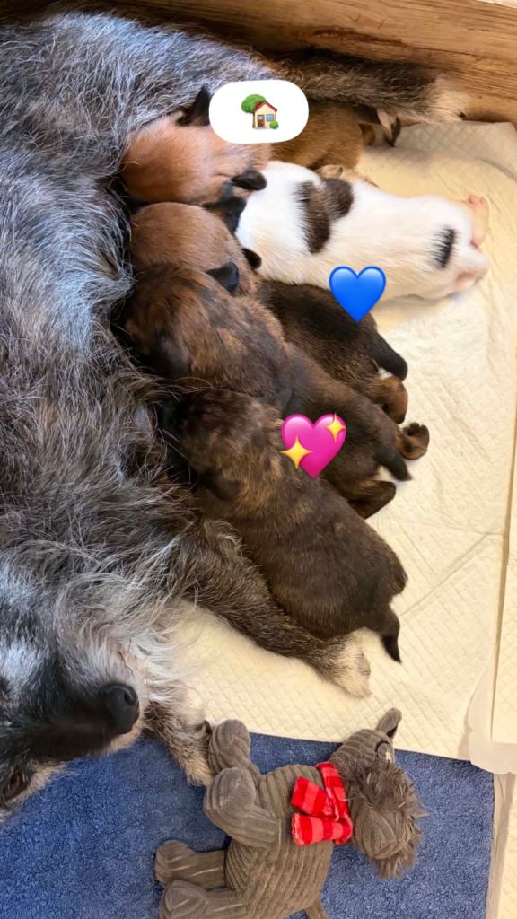 Cairn  x patterdale pups 💖💙