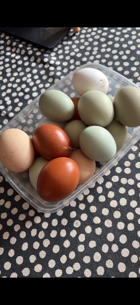 Unsexed mix breed chicks hatched 9th & 18th july