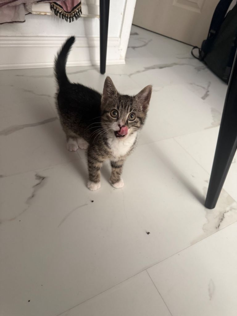 Stunning 9 weeks old kitten