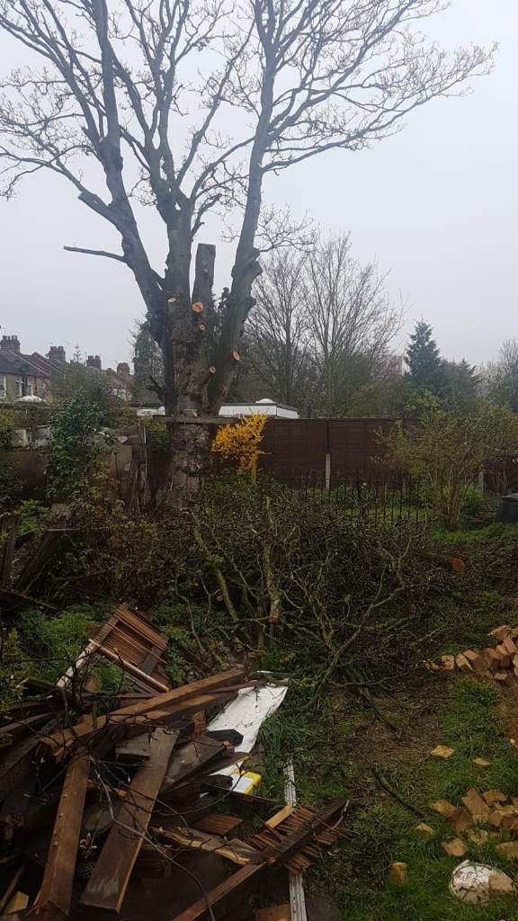 🌲 Tree Surgeons Services  🌲 