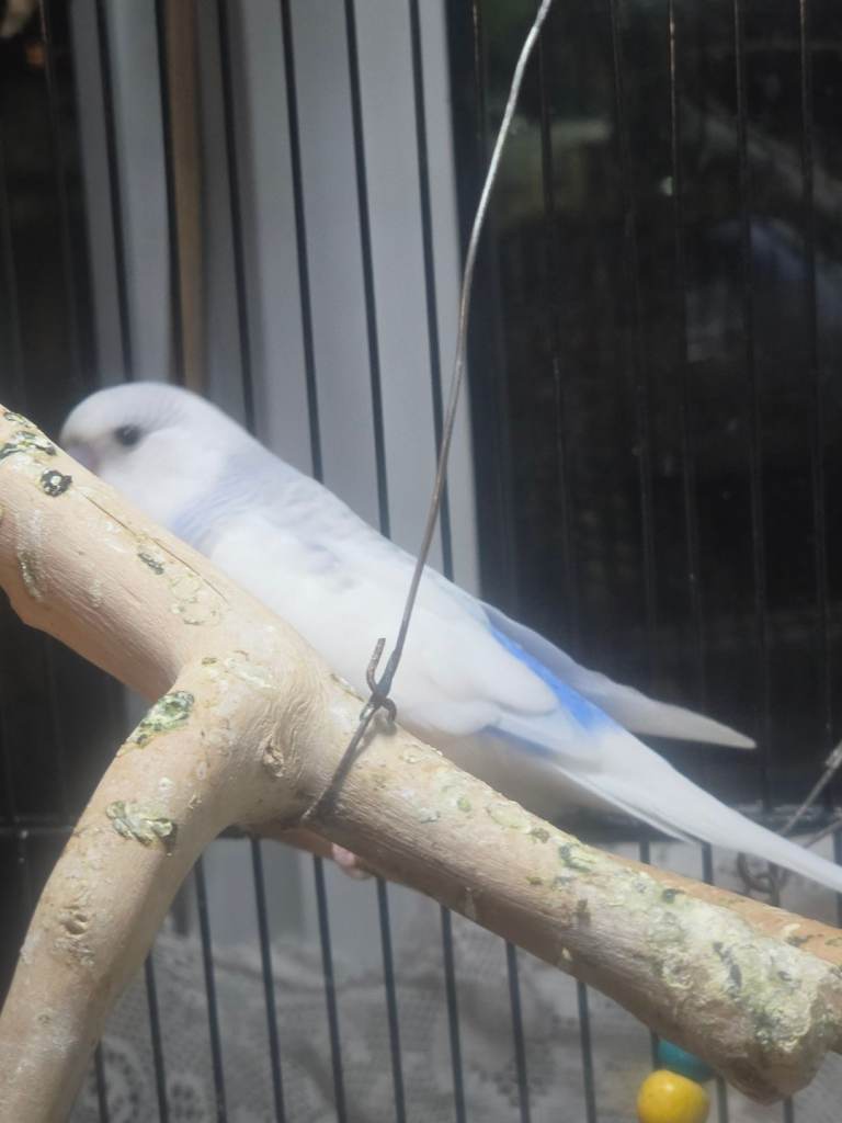 Young budgies
