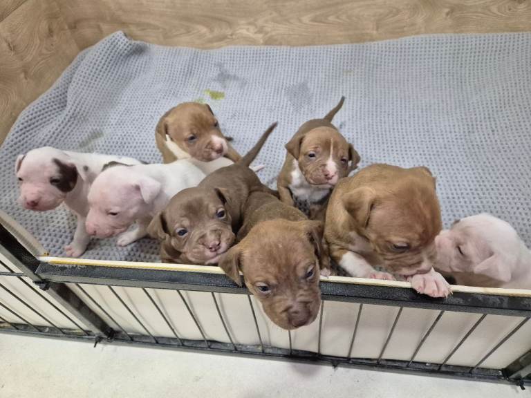 beautiful staff puppies looking for thier forever homes