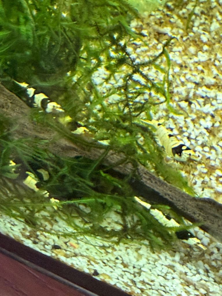 High Grade PBL/CBS Crystal Black Bee Shrimps 