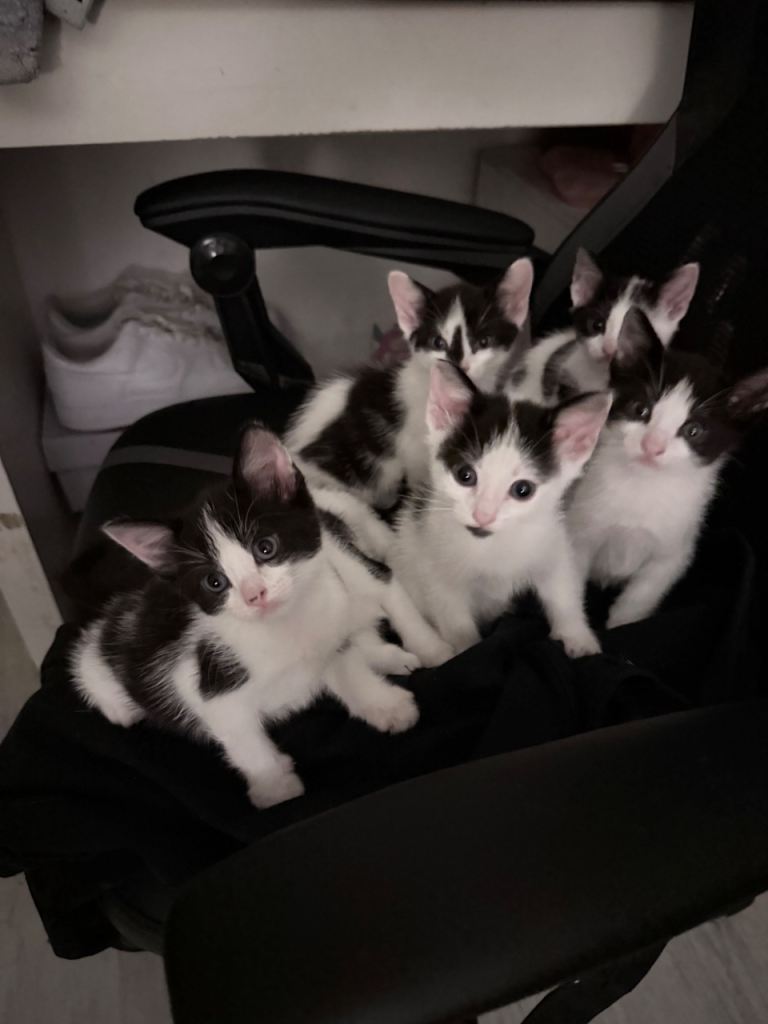 Kittens for sale 