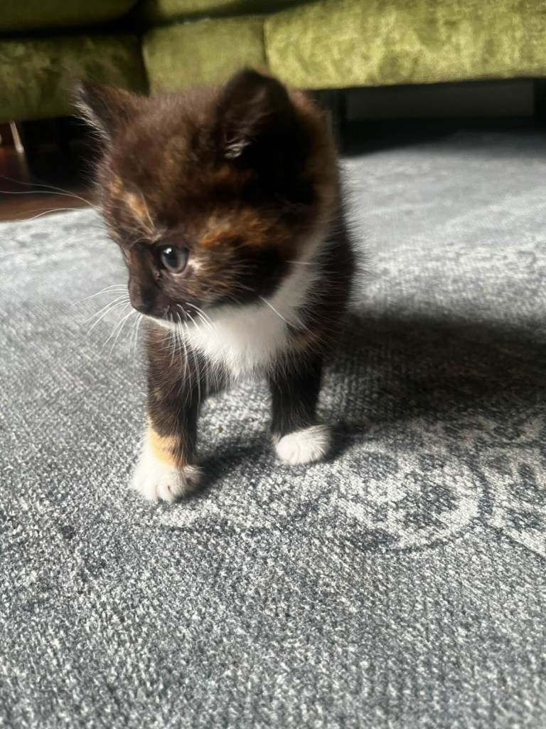 Kittens 