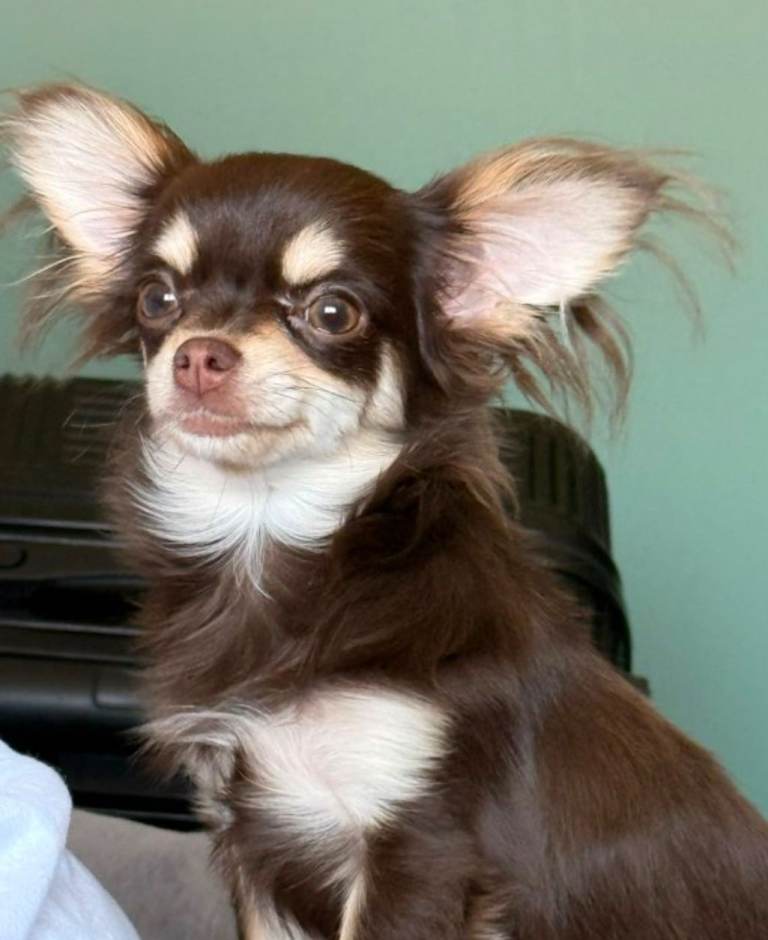 Female long hair chihuahua chocolate and tan 