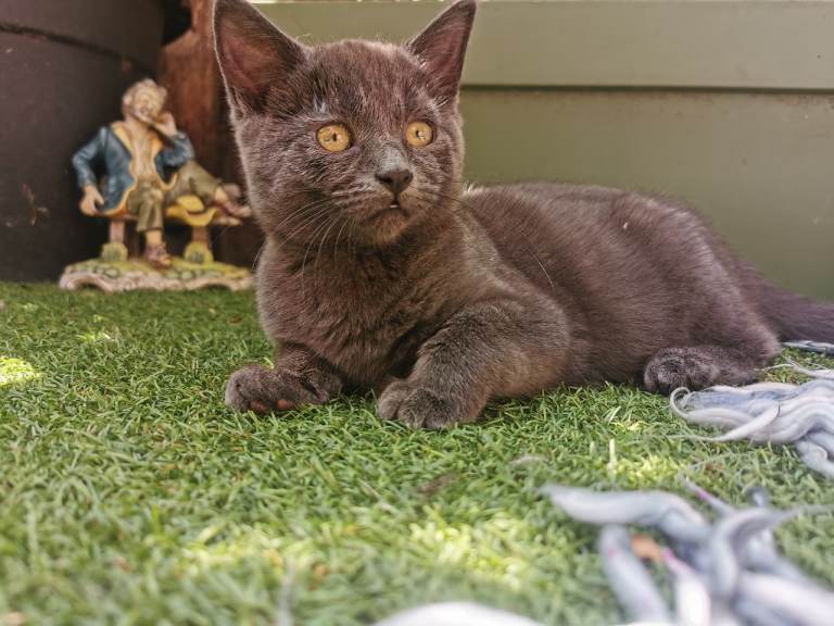 Grey cat