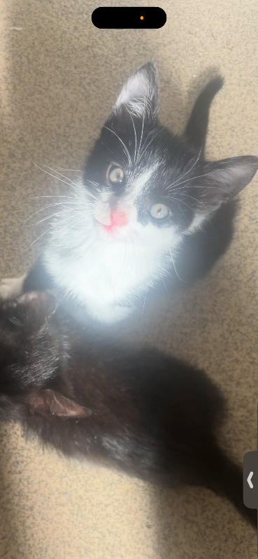 4 beautiful cats trying to find a home 