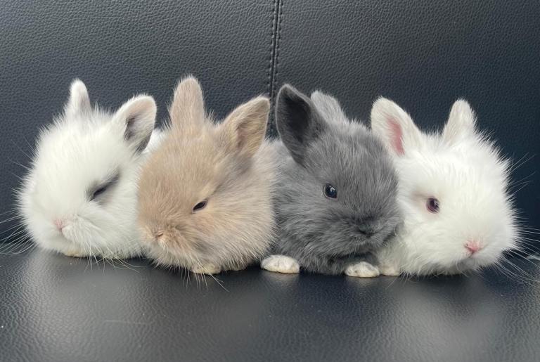 Mini lop bunnies for sale