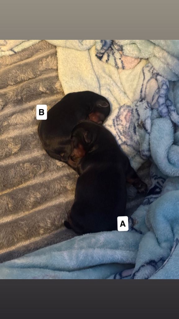 Beautiful Yorkshire terrier puppies 
