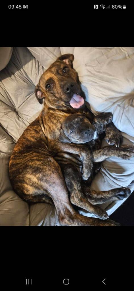 3 gorgeous mixbreed pups