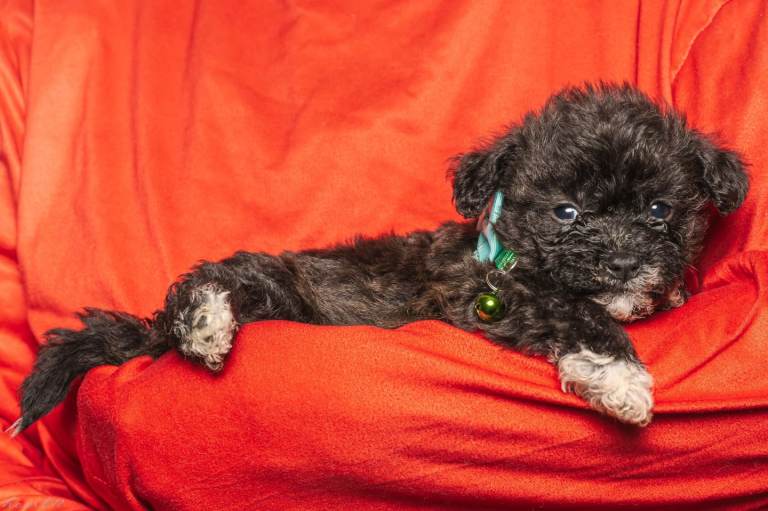 Bichon puppies for sale 