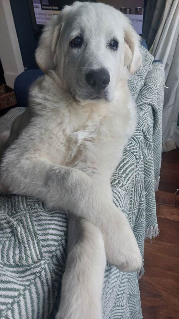 Tatra Polish Mountain pup