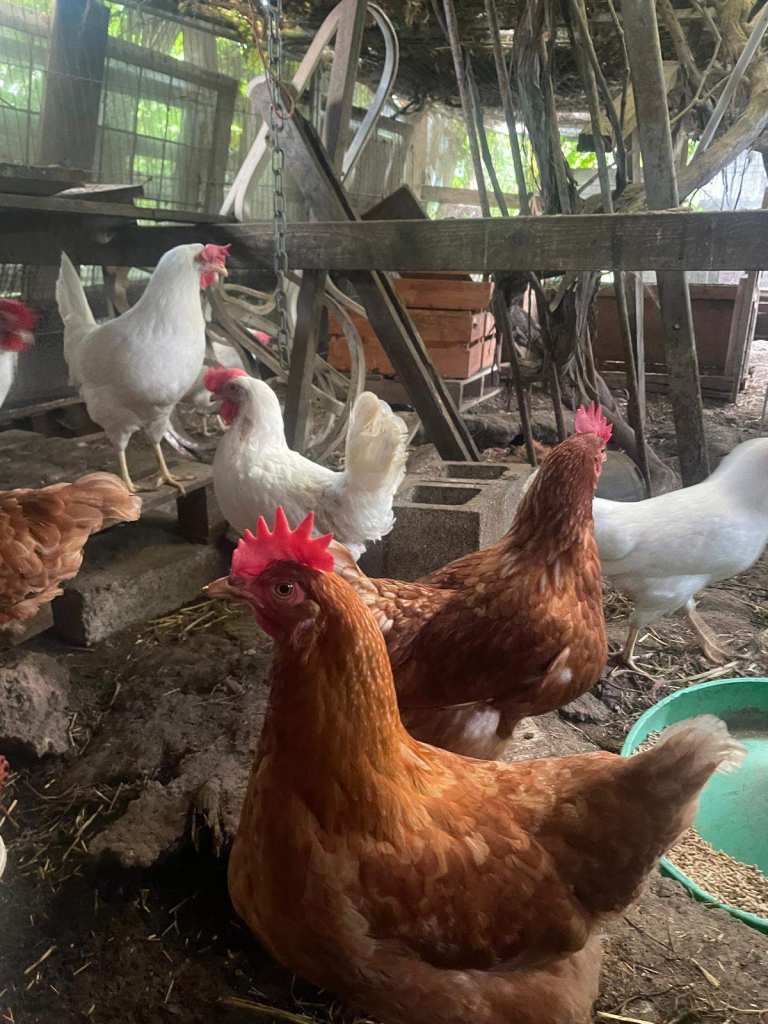 White Dekalb and Brown CHICKENS FOR SALE