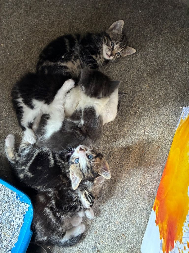 Kittens