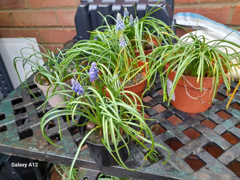 Plants Muscari - grape hyacinth