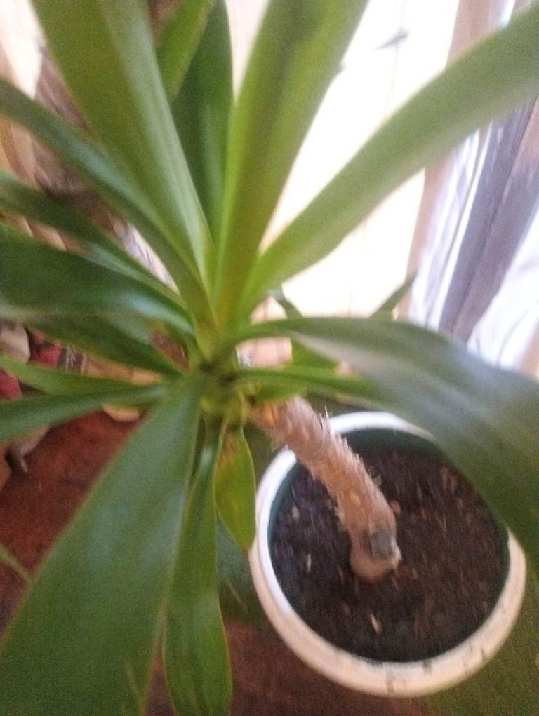 190cm yucca outdoor/indoor plant houseplant yukka