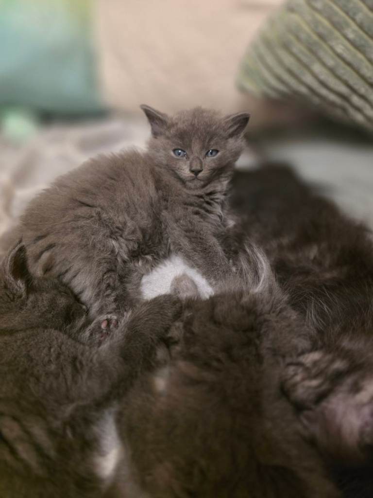 Kitten Radgol/Bengal