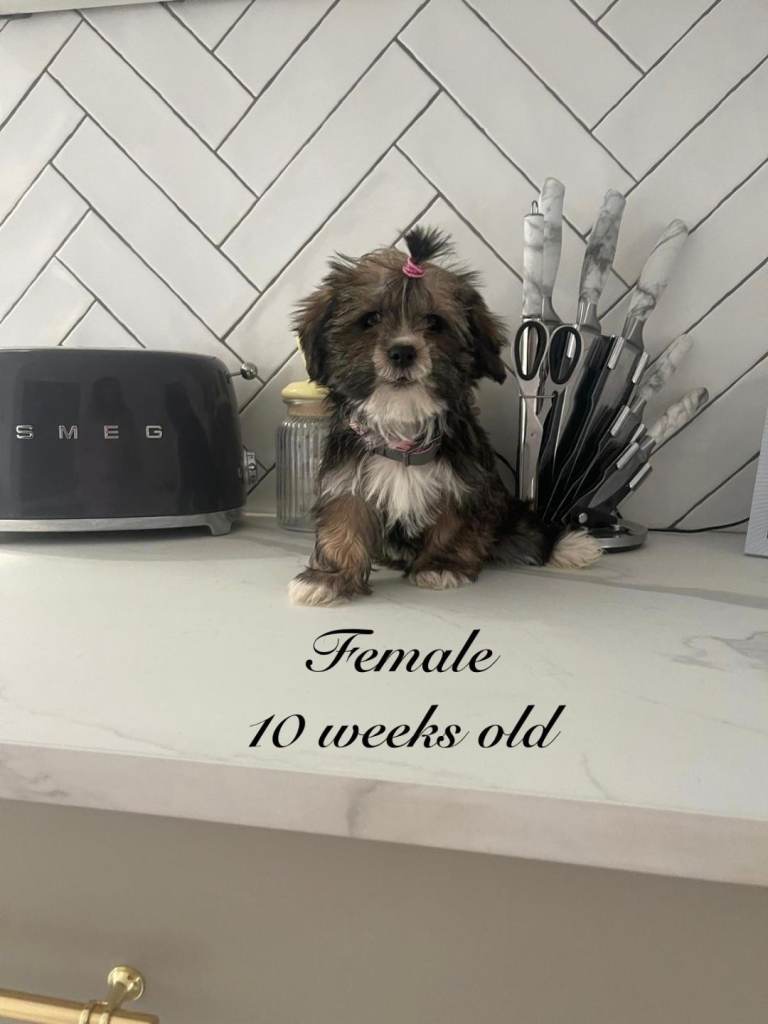 Yorkie x Shih Tzu (shorkie) pups ready now