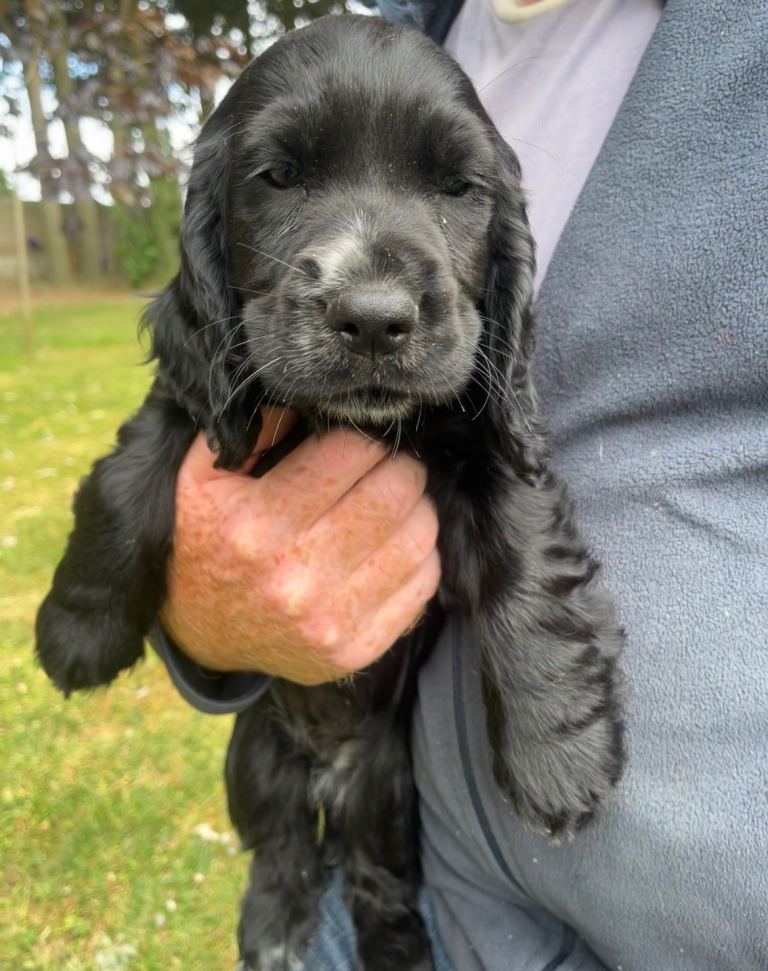 Cocker spaniel puppies 
