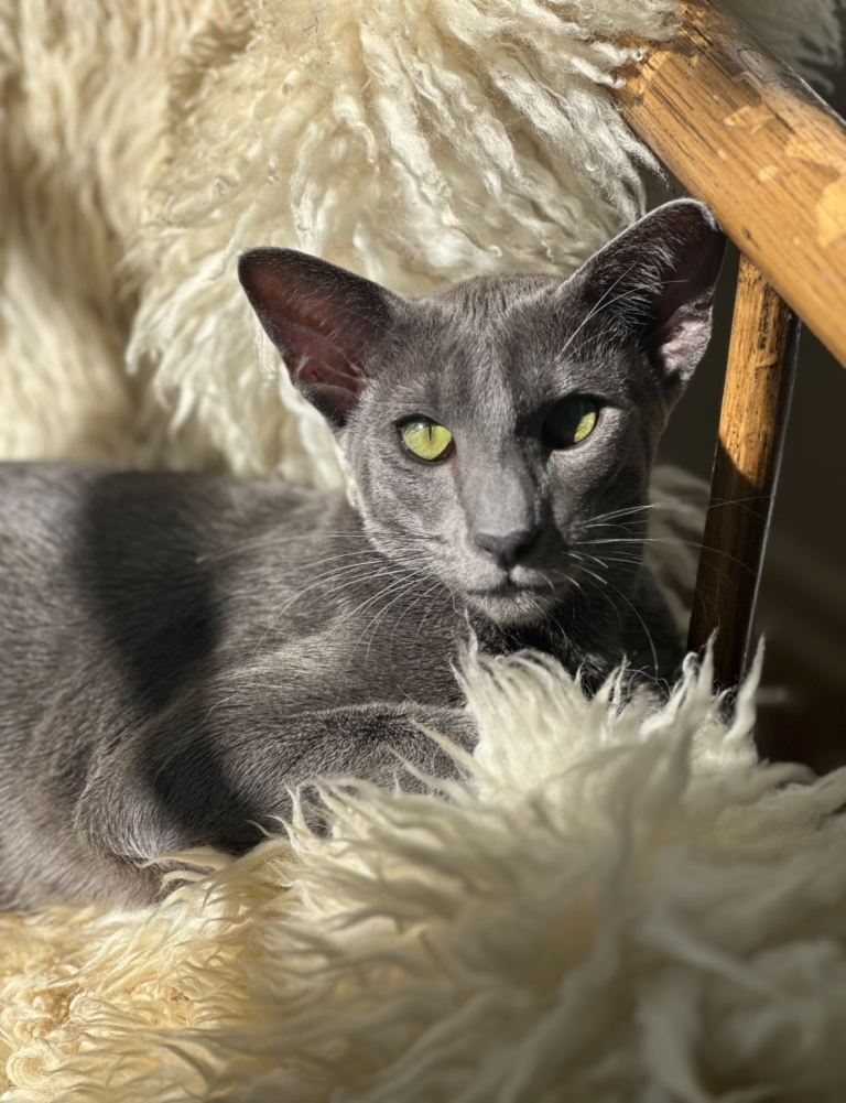 Oriental Blue Boy Kitten