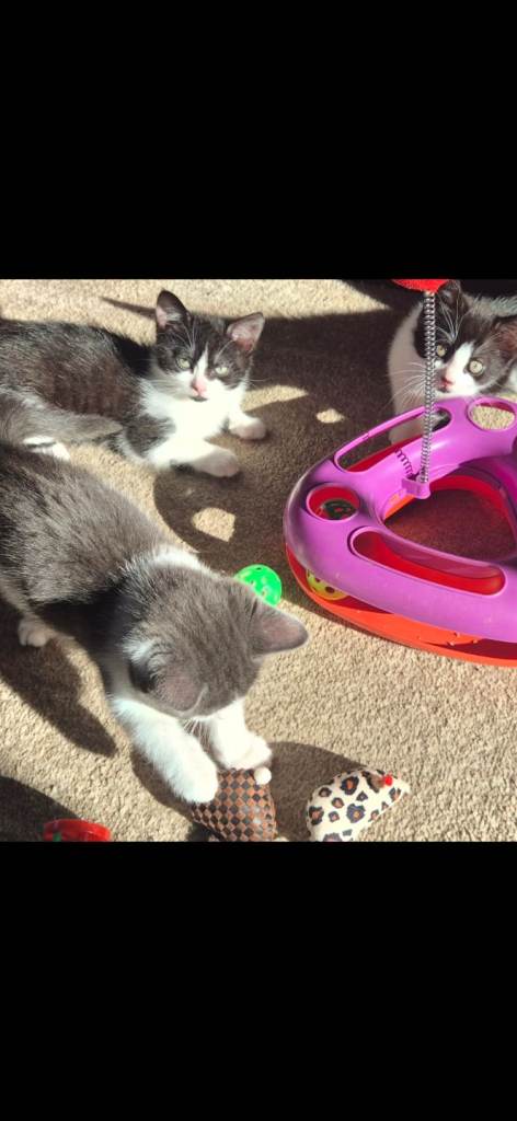 Kittens 
