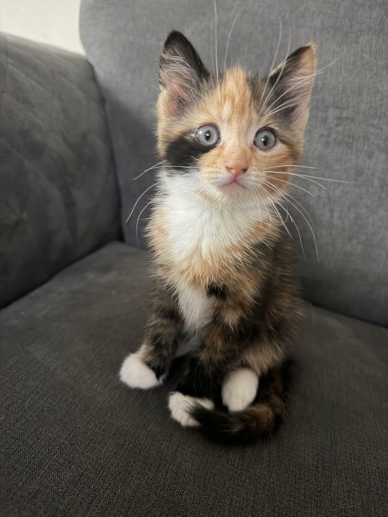 kittens 