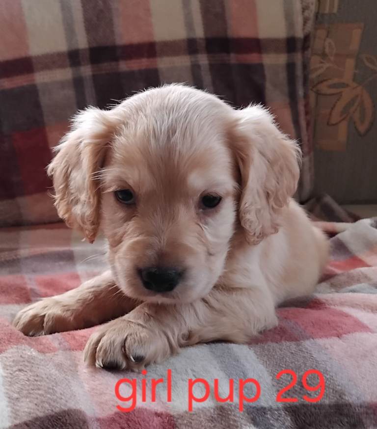 Cocker spaniels 