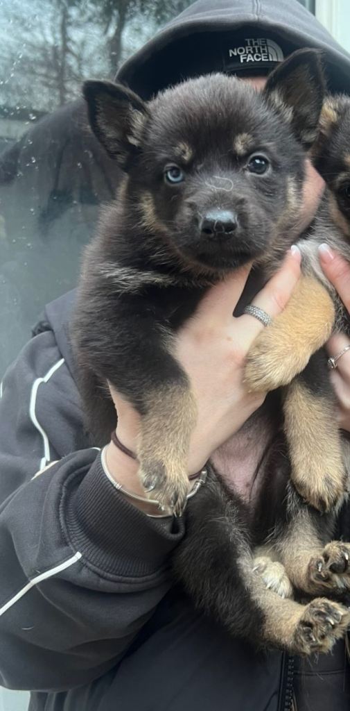 German shepherd female 