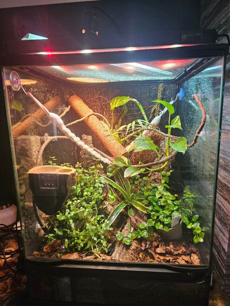 Green anole's with full set up bioactive tank 65x45x45, heat lamp, uvb, plant light and thermostat 