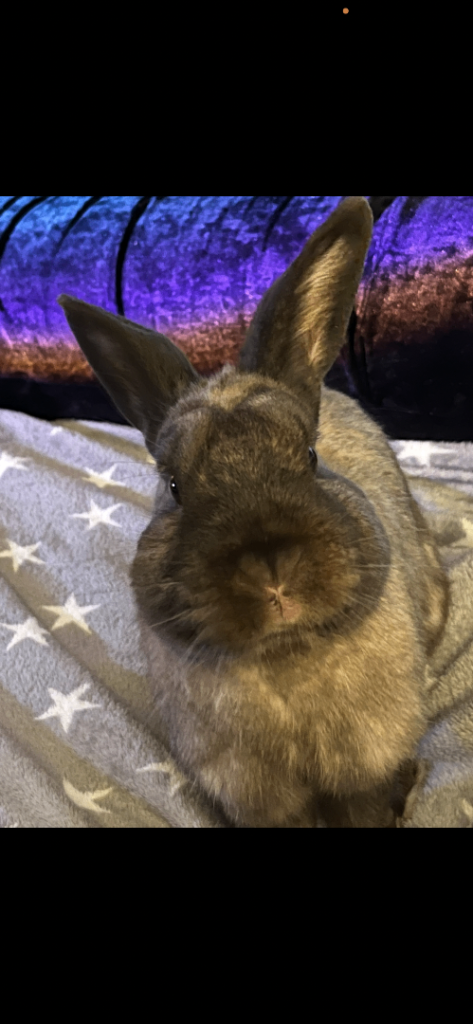 Male rabbit