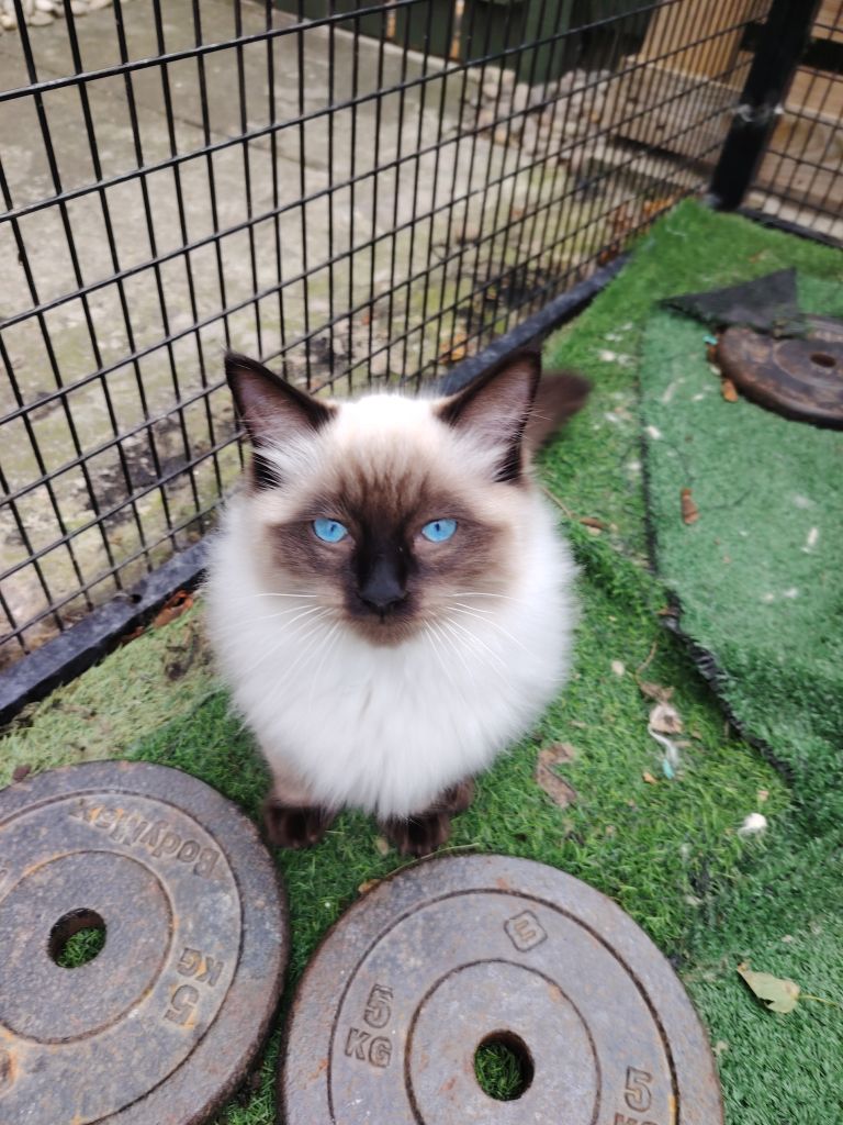 Champion ragdoll kittens