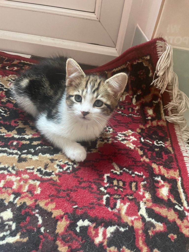 Boys kittens 8 weeks looking for a safe and loving home 
