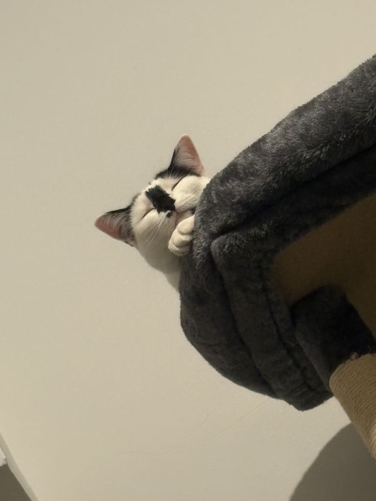 Two sweet cats looking for a temporary home 