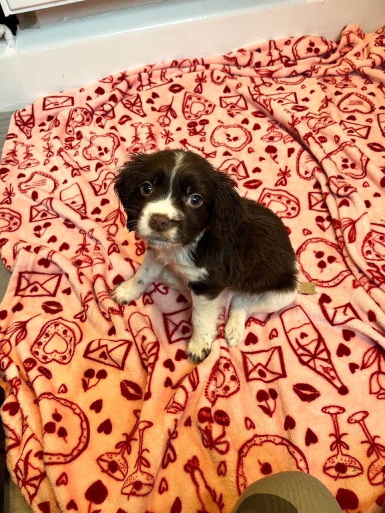 Cocker spaniel puppies