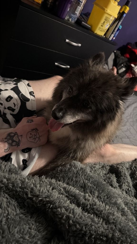 Female pomsky F2 3 years old 