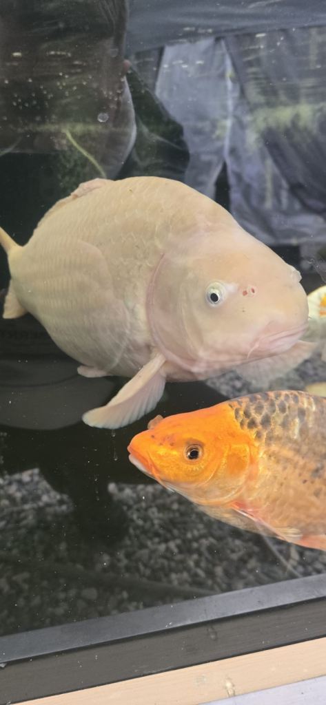 Large koi carb 