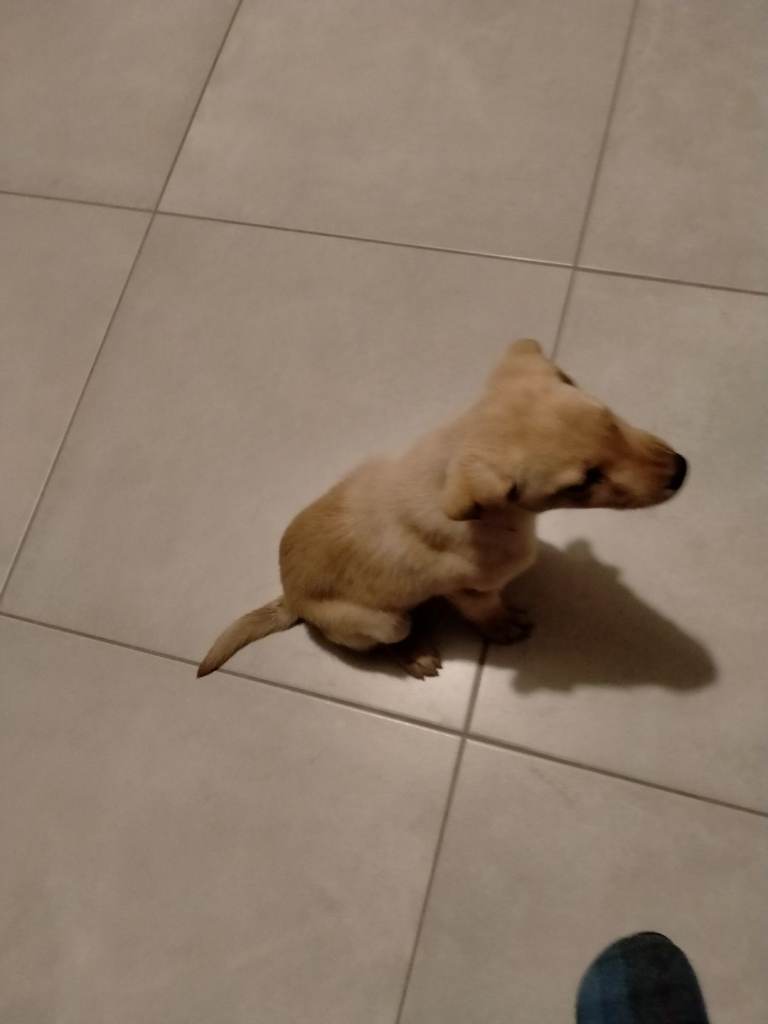 Yellow Labrador puppy 10 weeks old 