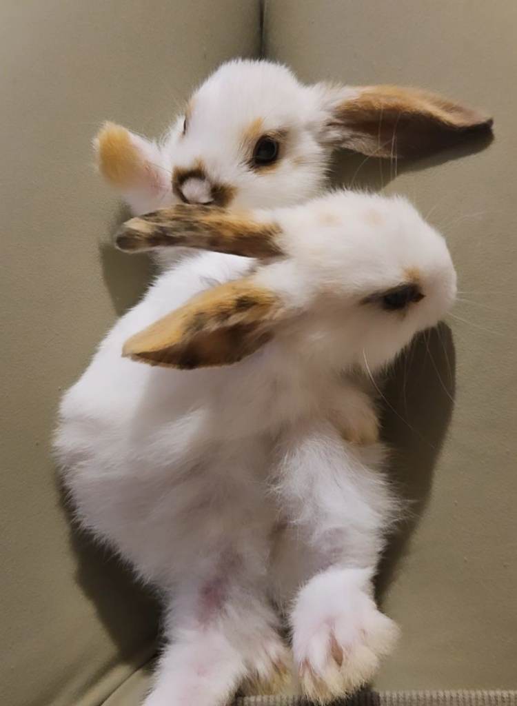 Baby rabbits